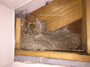 yellow jacket nest discovered during home inspection